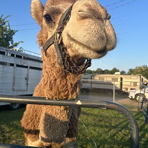Aug. 2023- Dromedary camel