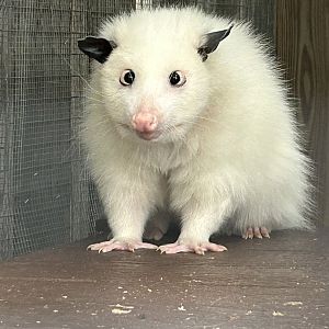 Aug. 2023- Virginia opossum
