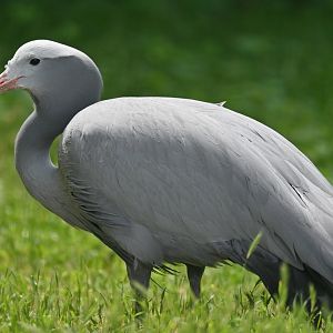 Blue Crane Anthropoides paradiseus