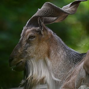 Markhor (Capra falconeri)