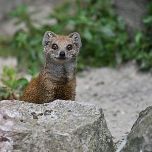 Yellow mongoose (Cynictis penicillata)
