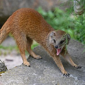 Yellow mongoose (Cynictis penicillata)