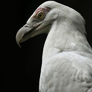 Palm-nut vulture (Gypohierax angolensis)
