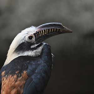 Visayan tarictic (Penelopides panini)