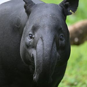 Malayan tapir (Tapirus indicus)