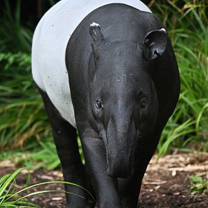Malayan tapir (Tapirus indicus)