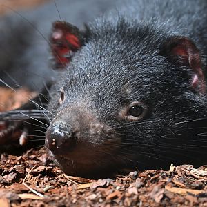 Tasmanian devil (Sarcophilus harrisii)