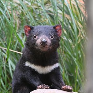 Tasmanian devil (Sarcophilus harrisii)