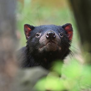 Tasmanian devil (Sarcophilus harrisii)