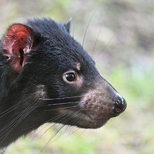 Tasmanian devil (Sarcophilus harrisii)
