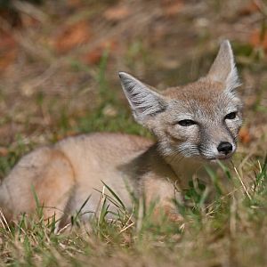 Corsac fox (Alopex corsac)