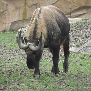 Mishmi Takin - Zooparc de Beauval - 01/2023