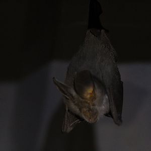 Hairy Slit-Faced Bat