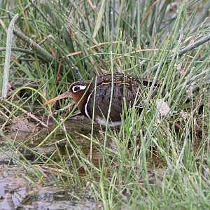 Greater Painted-Snipe