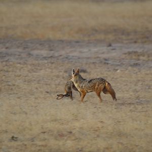 African Golden Wolf with Dead Hare