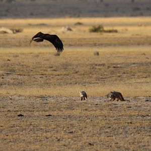African Golden Wolves vs Tawny Eagle