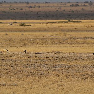 African Golden Wolves vs Tawny Eagle