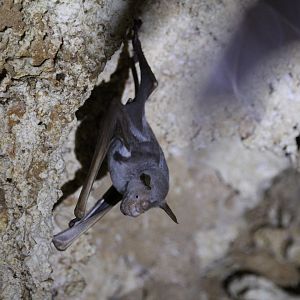Striped Leaf-Nosed Bat