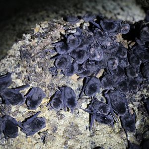 Least Long-Fingered Bats