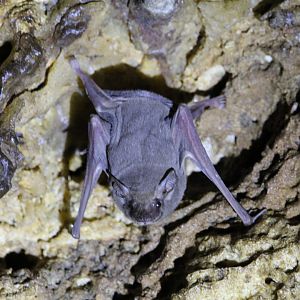 African Sheath-Tailed Bat