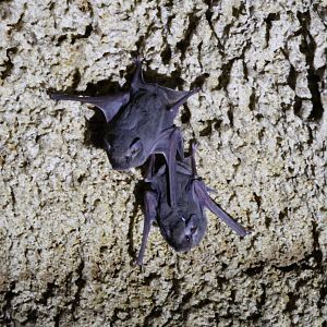 African Sheath-Tailed Bats