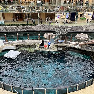 California Sea Lion Exhibit