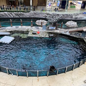 California Sea Lion Exhibit