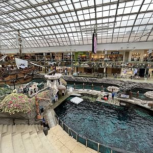 California Sea Lion Exhibit