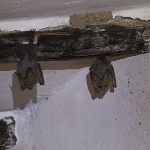 Heart-Nosed Bats