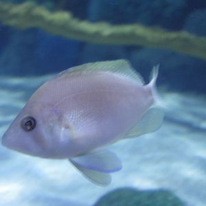 Butter Hamlet at Jenkinson's Aquarium