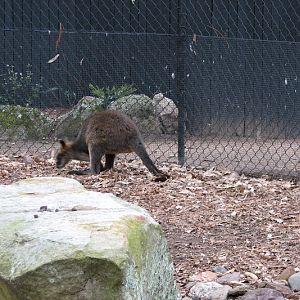 Nowra 2011 - Swamp Wallaby