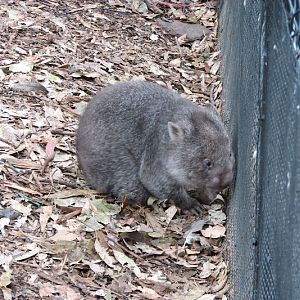 Nowra 2011 - Common Wombat joey