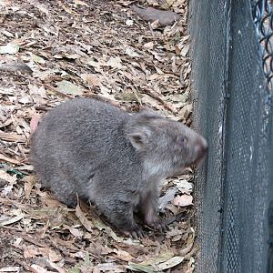Nowra 2011 - Common Wombat joey