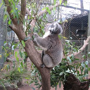 Nowra 2011 - Southern Koala