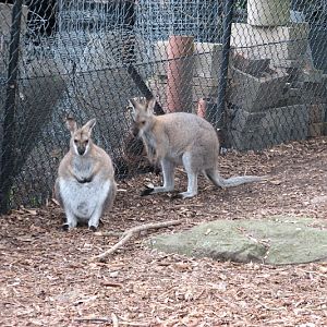 Nowra 2011 - Red-necked Wallabies