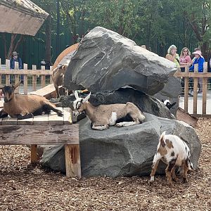 Goats - Alaska State Fair