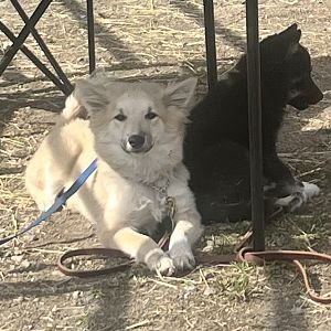 Dogs - Alaska State Fair