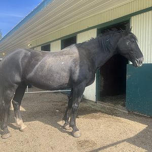 Horse - Alaska State Fair