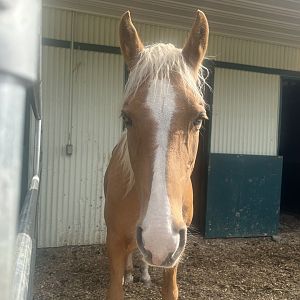Horse - Alaska State Fair