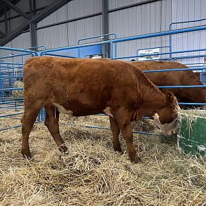 Cattle - Alaska State Fair