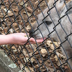 Nowra 2011 - Common Wallaroo