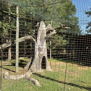 Rowan Wild-Bald Eagle Aviary
