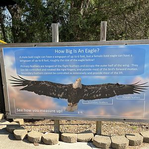 Rowan Wild-Eagle Wingspan Display