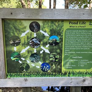 Rowan Wild-Pond Food Web