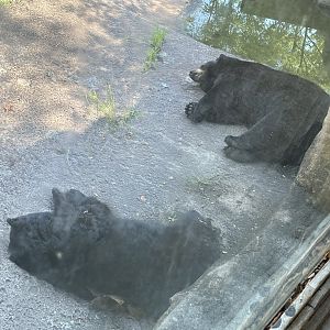 Rowan Wild-Black Bears