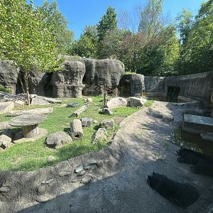 Rowan Wild-Black Bear Habitat