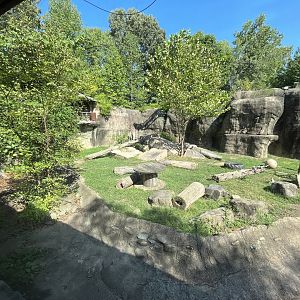 Rowan Wild-Black Bear Habitat