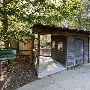 Rowan Wild-Raccoon Habitat