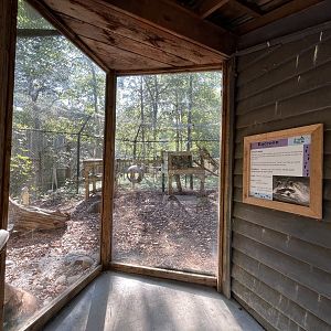 Rowan Wild-Raccoon Habitat