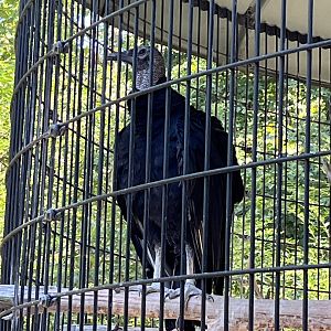 Rowan Wild-Black Vulture